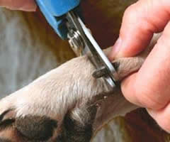 If you feel uncomfortable, let your veterinarian do the cutting, but always