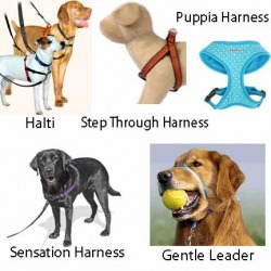 Different types store of dog leashes